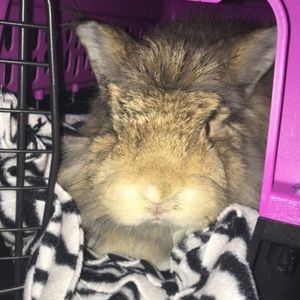 Meet your Posher, Morgan